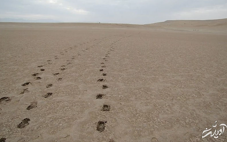 رد پای انسان روی شن های کویر